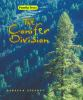 The_conifer_division